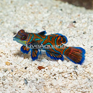 Red Mandarin, Female