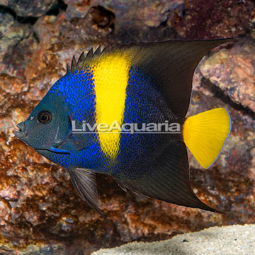 Asfur Angelfish