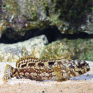 Dusky Jawfish