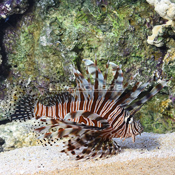 Volitan Lionfish