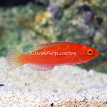 Magma Wrasse Initial Phase
