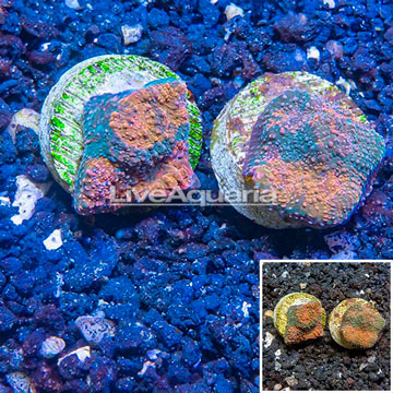 LiveAquaria® Two Pack Cultured Acan Echinata Coral