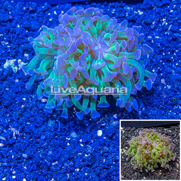 LiveAquaria® Cultured Hammer Coral
