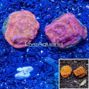 LiveAquaria® Two Pack Cultured Leptoseris Coral
