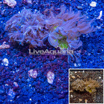 LiveAquaria® Two Pack Cultured Anthelia Coral