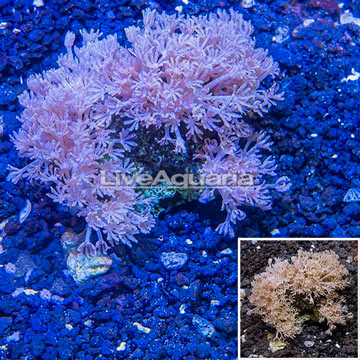 Xenia Coral Indonesia
