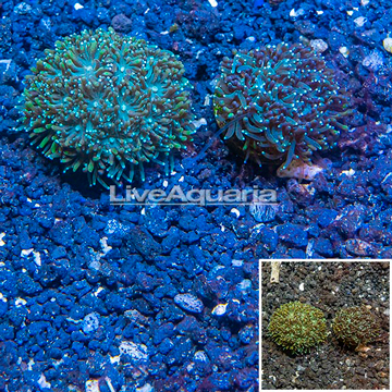 LiveAquaria® Two Pack Cultured Galaxea Coral