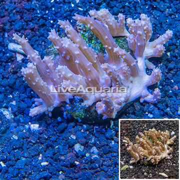 Tree Coral Indonesia