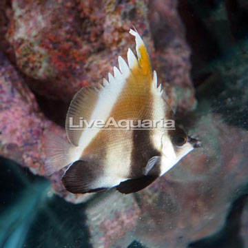 Threeband Pennant Butterflyfish 