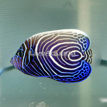 Emperor Angelfish, Juvenile