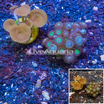 LiveAquaria® Cultured Zoanthus and Button Polyp Coral