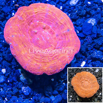 Scolymia Coral Australia