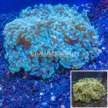 LiveAquaria® Cultured Hammer Coral