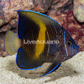 Maculosus Angelfish