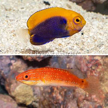 Flameback Angelfish and Social Wrasse, Pair