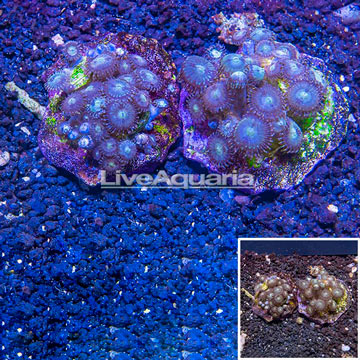 Two Pack Zoanthus Coral Indonesia