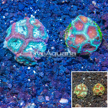 LiveAquaria® Two Pack Cultured Favia Coral