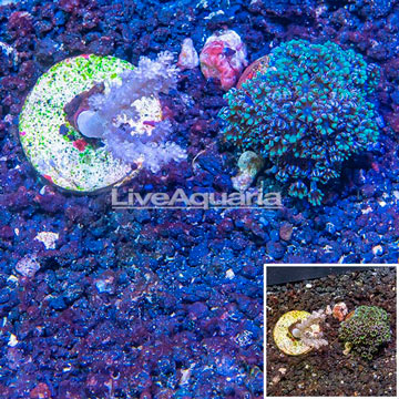 LiveAquaria® Two Pack Cultured Pineapple Tree and Blue Sympodium Coral