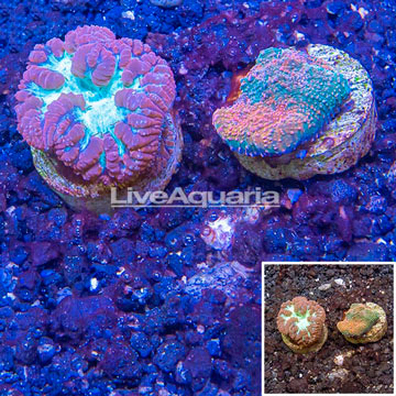 LiveAquaria® Two Pack Blastomussa and Echinata Coral