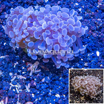 LiveAquaria® Cultured Hammer Coral