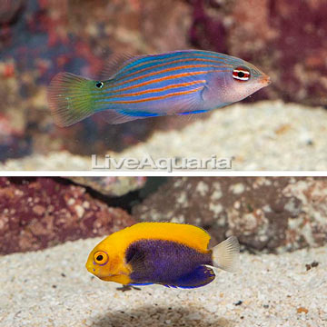 Flameback Angelfish and Six Line Wrasse, Pair