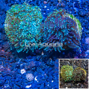 LiveAquaria® Two Pack Cultured Galaxea Coral