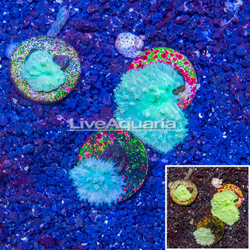 LiveAquaria® Three Pack Cultured Cabbage Leather Coral