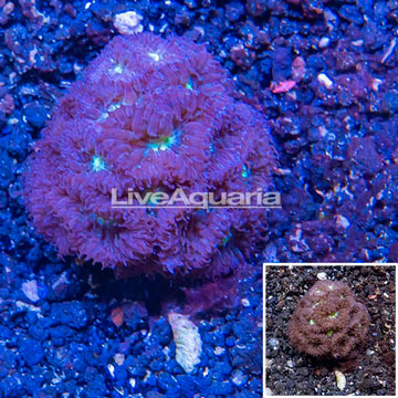 LiveAquaria® Cultured Blastomussa Coral