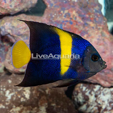 Asfur Angelfish