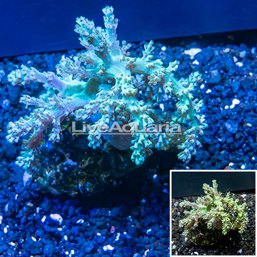 Pineapple Tree Coral Indonesia