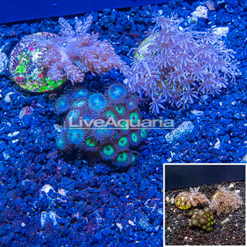 LiveAquaria® Three Pack Cultured Pineapple Tree, Xenia and Zoanthus Coral