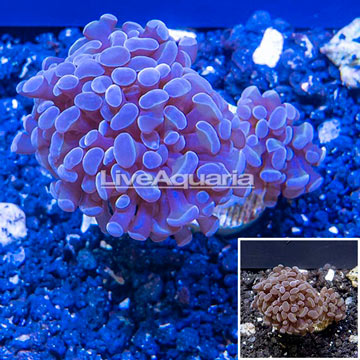 LiveAquaria® Cultured Hammer Coral