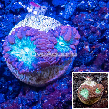 LiveAquaria® Cultured Blastomussa Coral