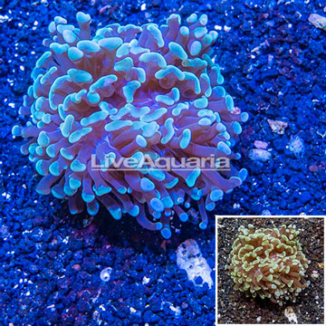 LiveAquaria® Cultured Hammer Coral