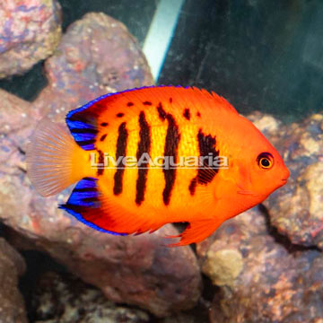 Flame Angelfish