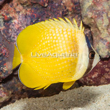 Orange Butterflyfish