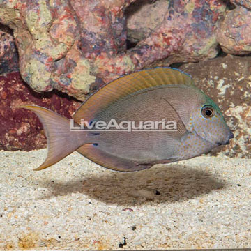 Lavender Tang