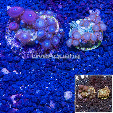 Two Pack Zoanthus Coral Indonesia 