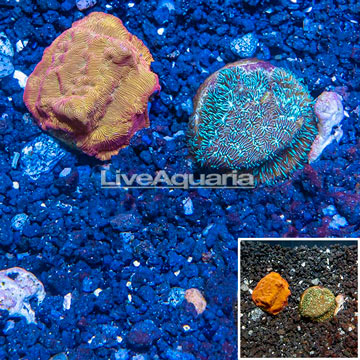 LiveAquaria® Two Pack Cultured Leptoseris Coral
