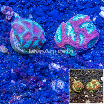 LiveAquaria® Two Pack Cultured Favia Brain Coral