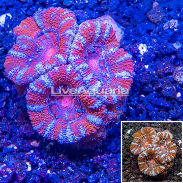 LiveAquaria® Cultured Micromussa Coral