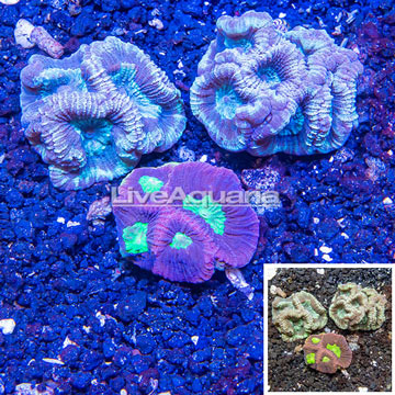 LiveAquaria® Three Pack Cultured Brain Coral Goniastrea