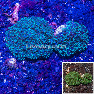 LiveAquaria® Two Pack Cultured Blue Sympodium Coral