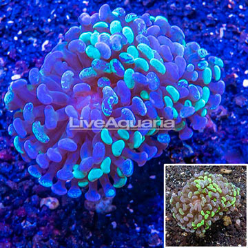 LiveAquaria® Cultured Hammer Coral