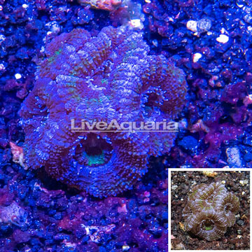 LiveAquaria® Cultured Acan Lord Coral