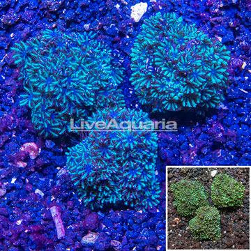 LiveAquaria® Three Pack Cultured Blue Sympodium Coral