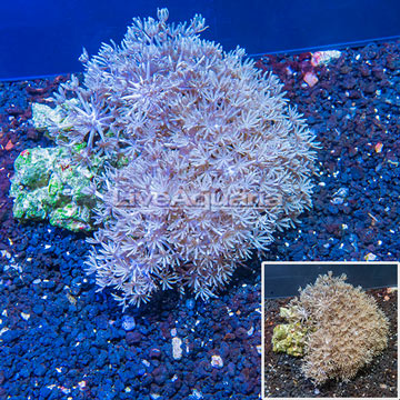 Xenia Coral Indonesia
