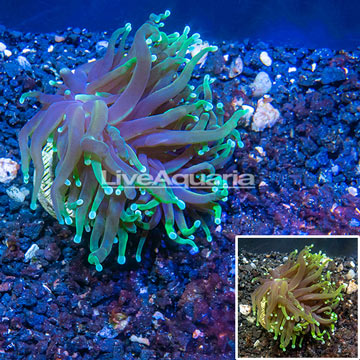 LiveAquaria® Cultured Torch Coral