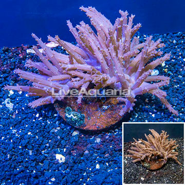 Tree Coral Indonesia