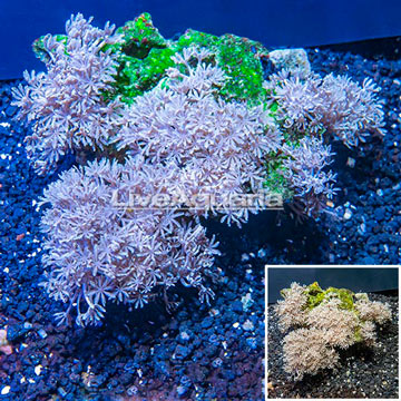 Xenia Coral Indonesia